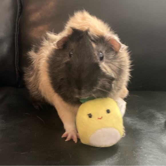 Meet your Posher, Lina - Picture 9 of 9